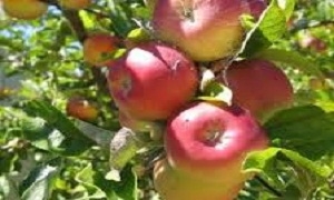 خلال 3 أعوام.. 38% متوسط صادرات التفاح من المنتج المحلي