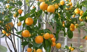 وزارة الزراعة: 61% نسبة البرتقال من إجمالي إنتاج الحمضيات