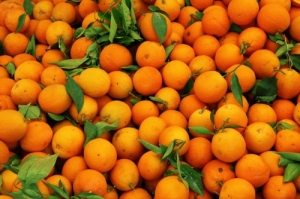 البرتقال بـ 75 والكريفون بـ 40 ليرة .. الحكومة توافق على مقترحات تسويق الحمضيات