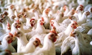 نفوق10285 طير دجاج تسمماً بسبب انقطاع الكهرباء