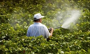 وزارة الزراعة: 65% إجمالي كمية المبيدات المستوردة في 2013