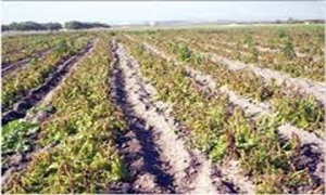 الصقيع يضرب المحاصيل الزراعية في 7 محافظات