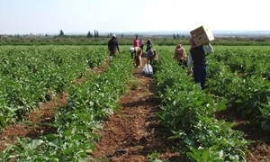 زراعة درعا تتوقع إنتاج نحو 45808 طن قمح و4312 شعير