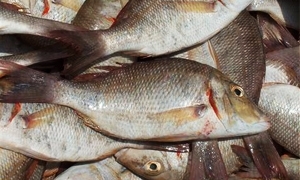 مشروع الثروة السمكية يهدف إلى زيادة نصيب الفرد من الأسماك
