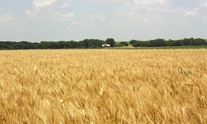 الحكومة توافق على تعديل مساحات القمح المروي