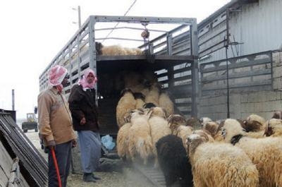 25 مليون رأس ماشية في سوريا... والقمح والحمضيات تفوق المليون طن