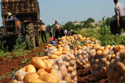 الزراعة السورية تحدد أسعار بذار البطاطا للعروة الربيعية