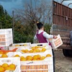 "الحمضيات" تودّع موائد السوريين.. انخفاض حاد في الإنتاج وأسعار تحلق خارج القدرة الشرائية