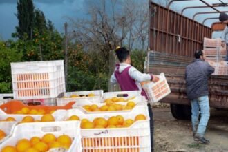 "الحمضيات" تودّع موائد السوريين.. انخفاض حاد في الإنتاج وأسعار تحلق خارج القدرة الشرائية