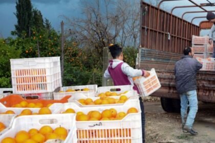 "الحمضيات" تودّع موائد السوريين.. انخفاض حاد في الإنتاج وأسعار تحلق خارج القدرة الشرائية