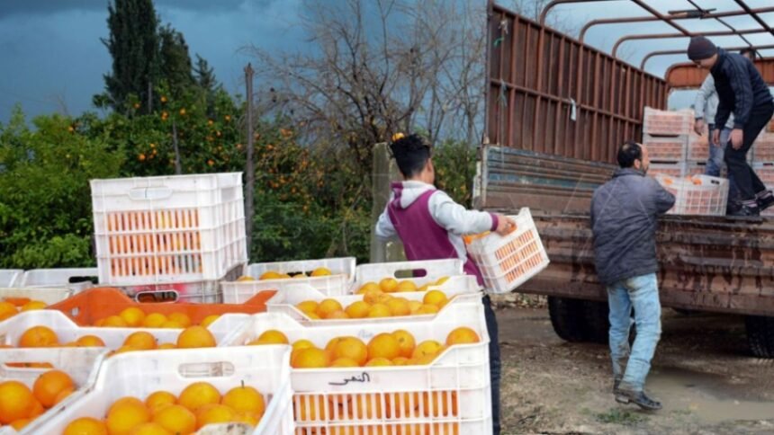 "الحمضيات" تودّع موائد السوريين.. انخفاض حاد في الإنتاج وأسعار تحلق خارج القدرة الشرائية