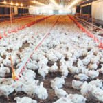 قطاع الدواجن في سوريا.. استراتيجية حكومية جديدة وسط تحضيرات لتأمين موائد رمضان