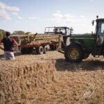 الإمارات تتصدر القائمة.. روسيا تسجل رقماً قياسياً في تصدير الشوفان