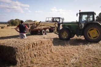 الإمارات تتصدر القائمة.. روسيا تسجل رقماً قياسياً في تصدير الشوفان