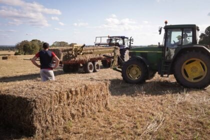 الإمارات تتصدر القائمة.. روسيا تسجل رقماً قياسياً في تصدير الشوفان