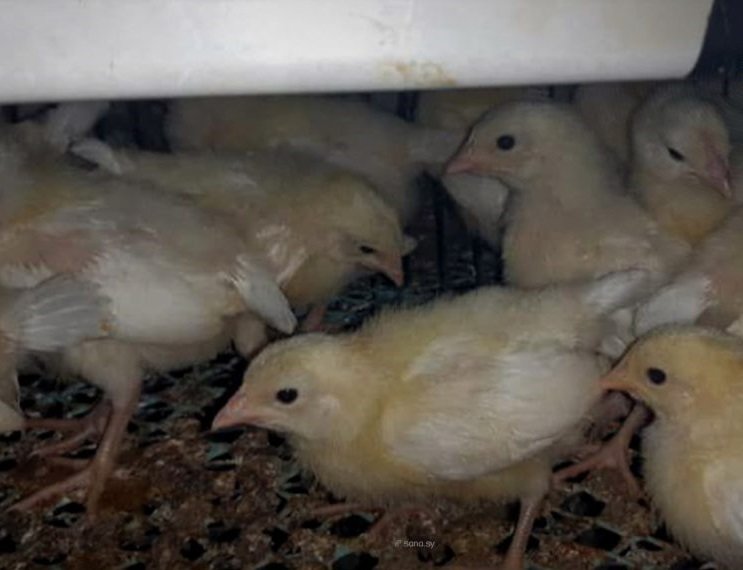 سوريا: قرار جديد بوقف استيراد "الصوص" و"بيض الفقس" مطلع 2026