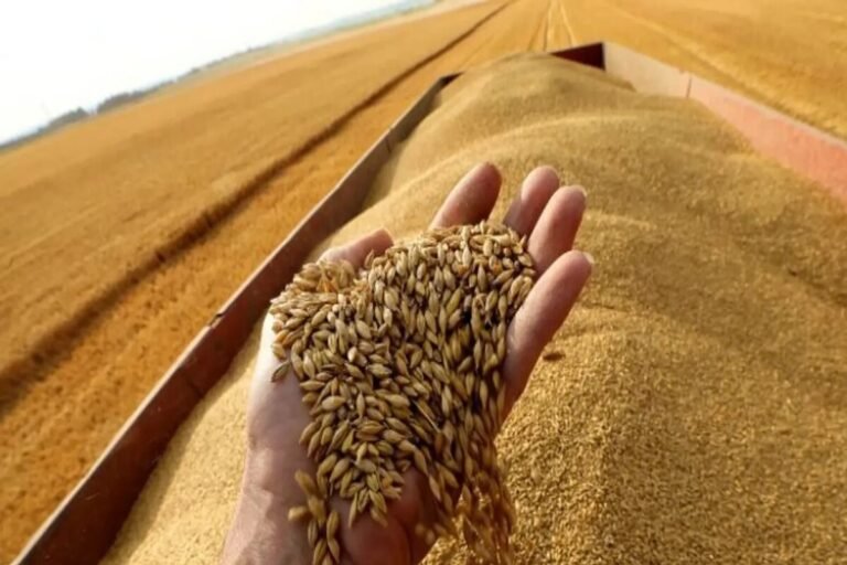 السعودية تطرح مناقصة لاستيراد 655 ألف طن قمح