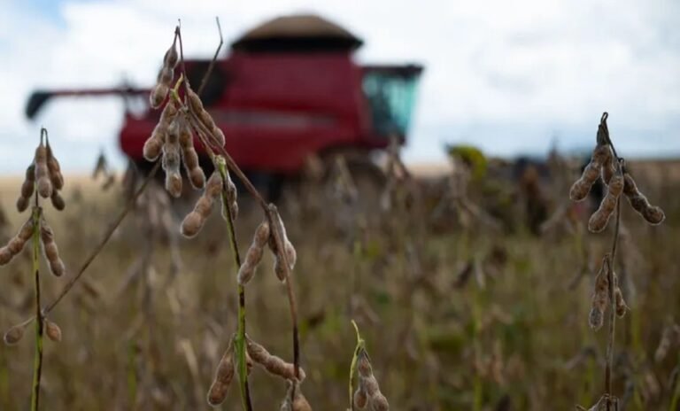 تراجع أسعار المحاصيل الزراعية عالمياً مع هبوط النفط وتراجع مخاوف التصعيد في الشرق الأوسط
