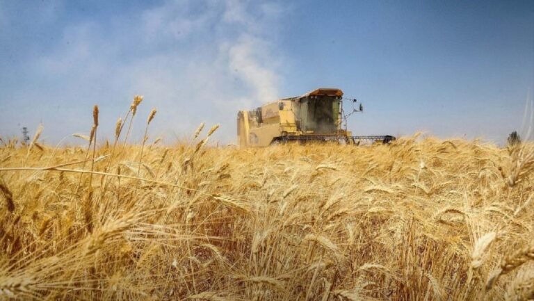 أزمة غذاء تلوح في الأفق..توترات في الشرق الأوسط ترفع أسعار القمح عالمياً
