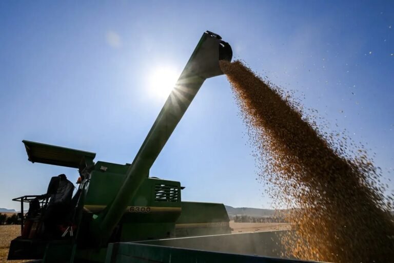 أسعار القمح الأوروبية تتراجع إلى 207 يورو للطن بعد موجة صعود.. النفط واليورو يضغطان على السوق