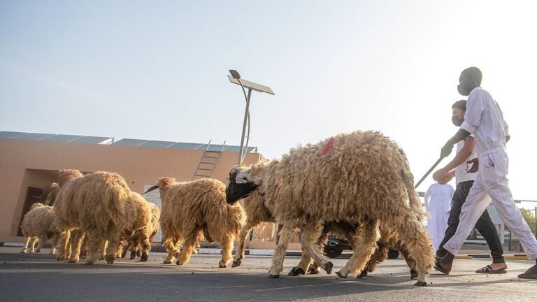 أسعار الأضاحي 2026 في الدول العربية.. تفاوت كبير بين الأسواق وارتفاع ملحوظ قبل عيد الأضحى