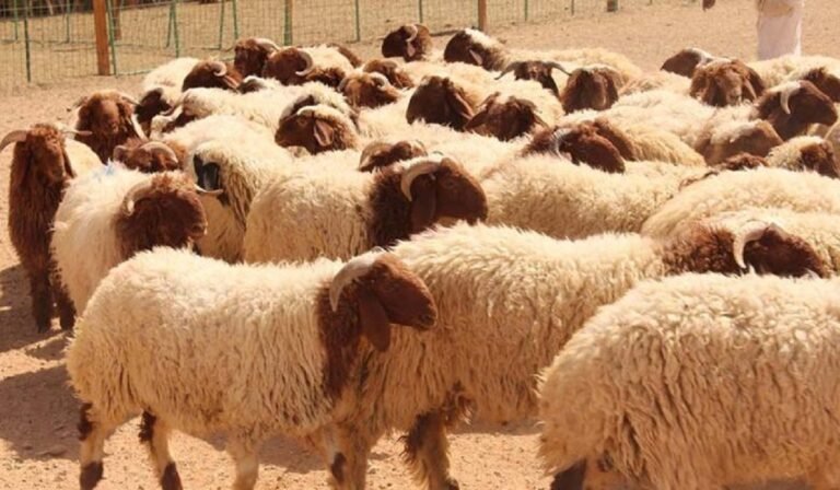 20 مليار ريال خلال 5 سنوات.. السعودية تعزز أمنها الغذائي عبر استيراد المواشي وسط تصدر السودان للمورّدين