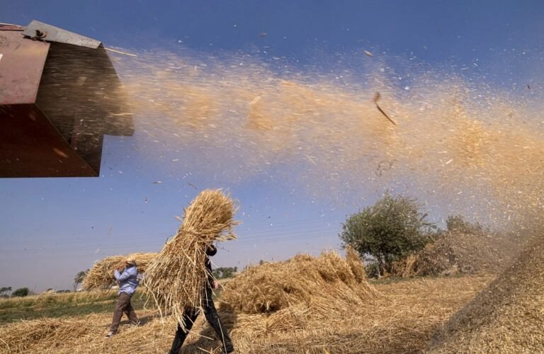 مصر تقلص واردات القمح في 2025-2026 مع ارتفاع الإنتاج المحلي وتقدم التوريد الحكومي