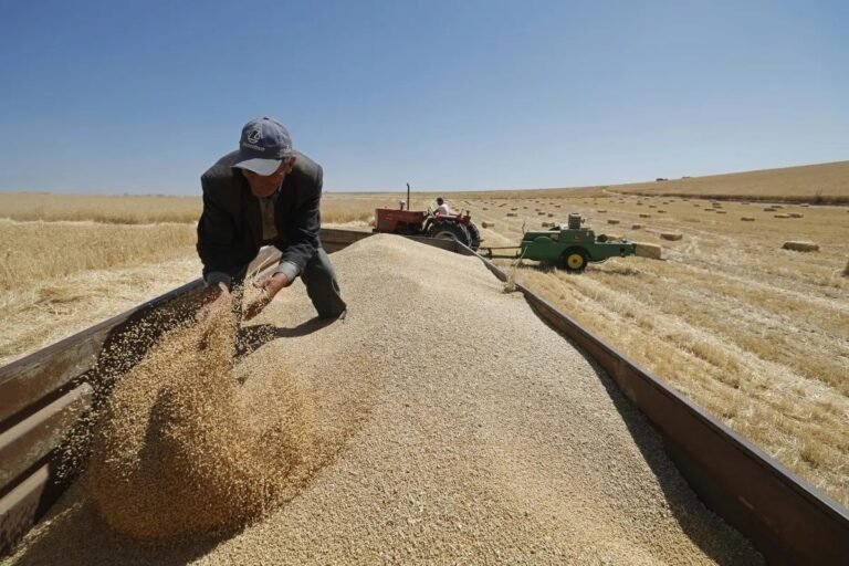 العراق يشتري 4.1 ملايين طن من القمح المحلي.. وموسم الحصاد يقترب من نهايته